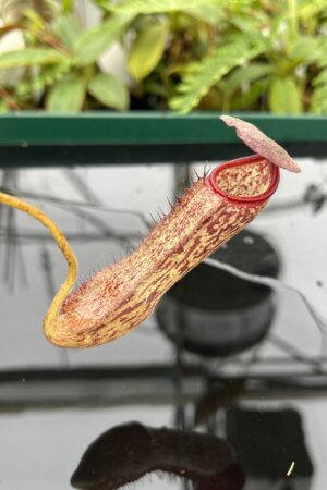 Close Up of Nepenthes boschiana x klossii | Borneo Exotics | BE-4530 | 20635