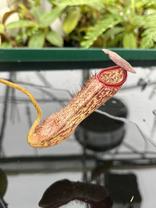 Close Up of Nepenthes boschiana x klossii | Borneo Exotics | BE-4530 | 20635