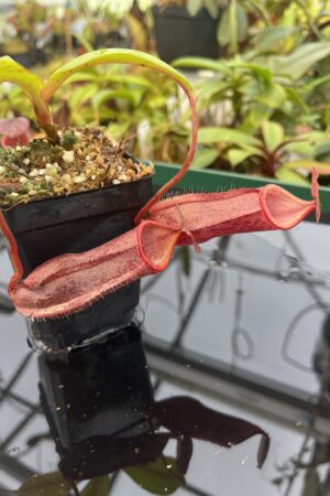 Close Up of Nepenthes boschiana x mira | Borneo Exotics | BE-3675 | 20489