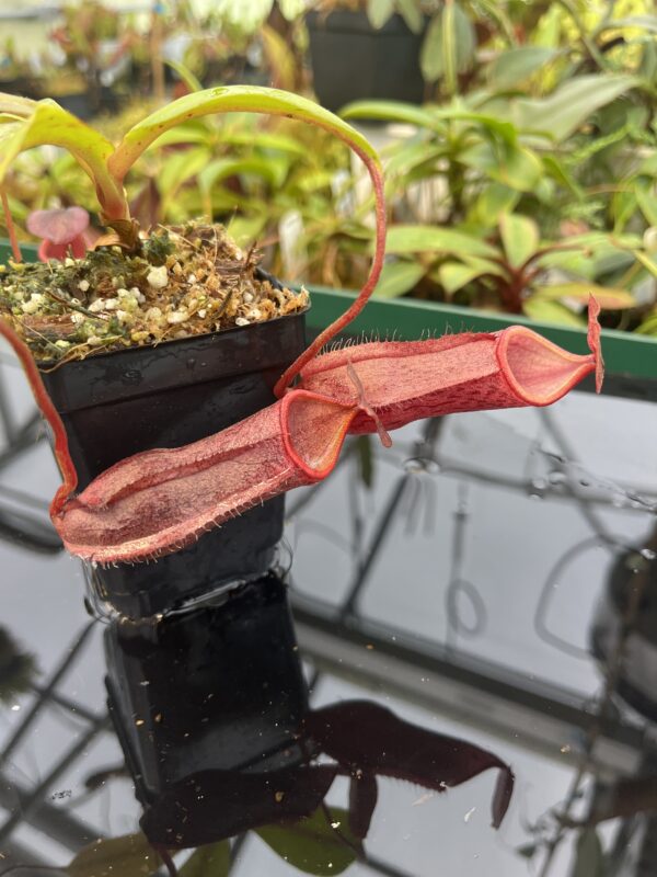 Close Up of Nepenthes boschiana x mira | Borneo Exotics | BE-3675 | 20489