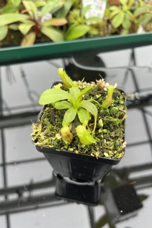 Close Up of Nepenthes boschiana x villosa | JH | Florae | Florae Collaborative | FC-366.09 | 20395