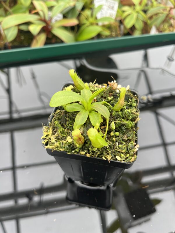 Close Up of Nepenthes boschiana x villosa | JH | Florae | Florae Collaborative | FC-366.09 | 20395