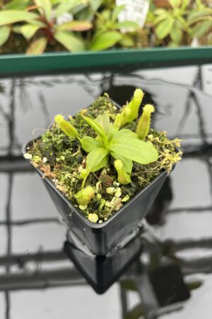 Close Up of Nepenthes boschiana x villosa | JH | Florae | Florae Collaborative | FC-366.09 | 20395