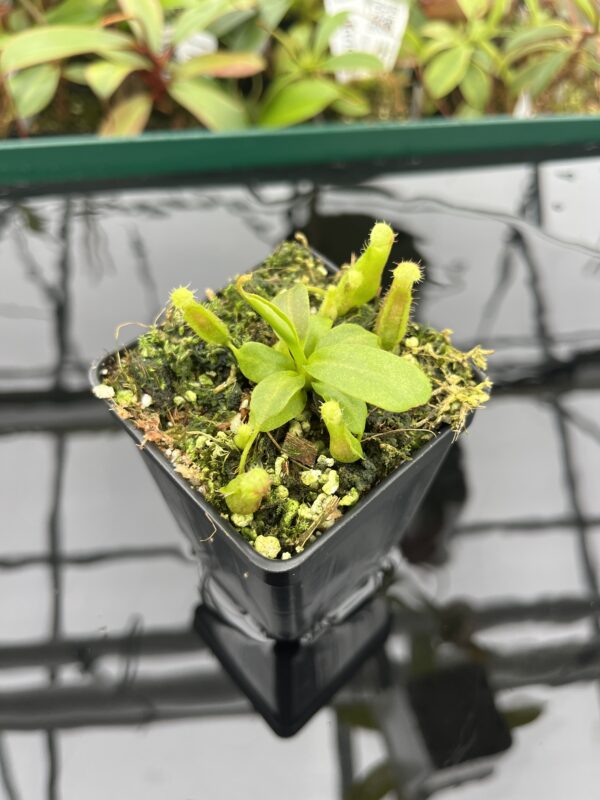 Close Up of Nepenthes boschiana x villosa | JH | Florae | Florae Collaborative | FC-366.09 | 20395