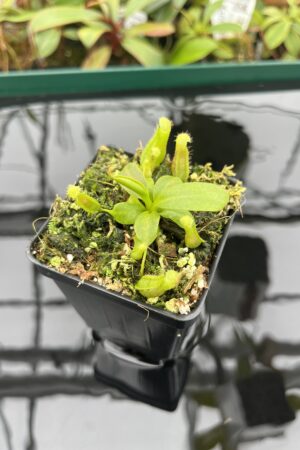 Close Up of Nepenthes boschiana x villosa | JH | Florae | Florae Collaborative | FC-366.09 | 20395