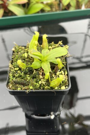 Close Up of Nepenthes boschiana x villosa | JH | Florae | Florae Collaborative | FC-366.09 | 20395