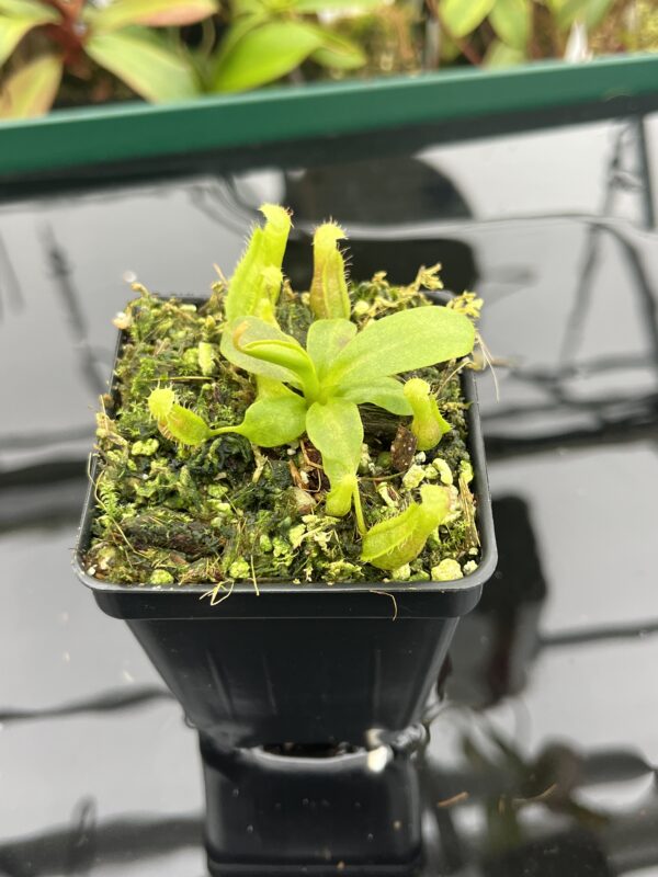 Close Up of Nepenthes boschiana x villosa | JH | Florae | Florae Collaborative | FC-366.09 | 20395