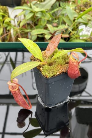 Close Up of Nepenthes burbidgeae x mira | Borneo Exotics | BE-3999 | 20517