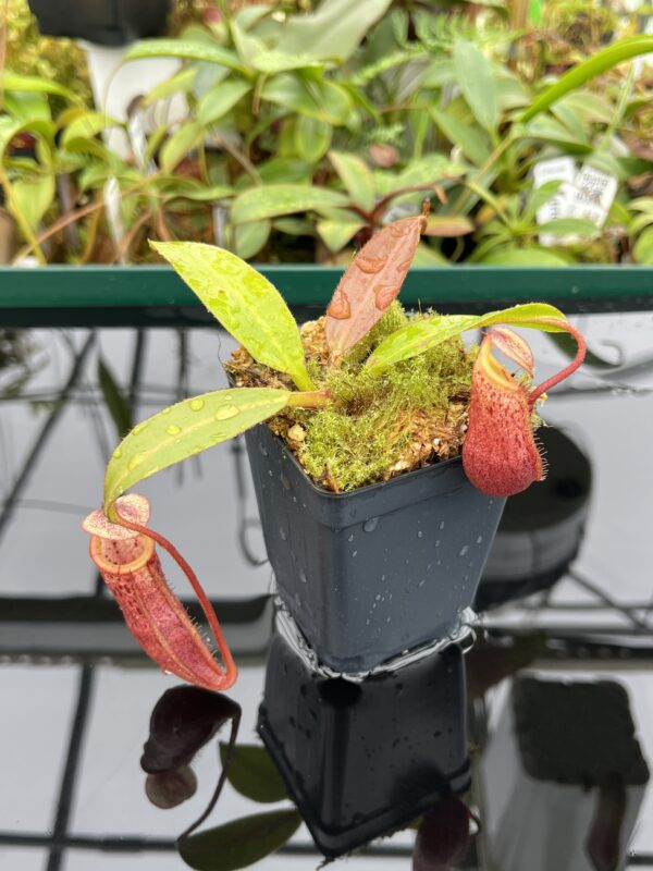Close Up of Nepenthes burbidgeae x mira | Borneo Exotics | BE-3999 | 20517