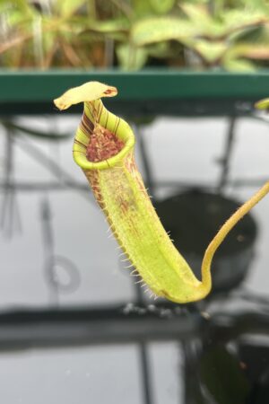Close Up of Nepenthes burbidgeae x (veitchii x lowii) | Borneo Exotics | BE-3993 | 20495