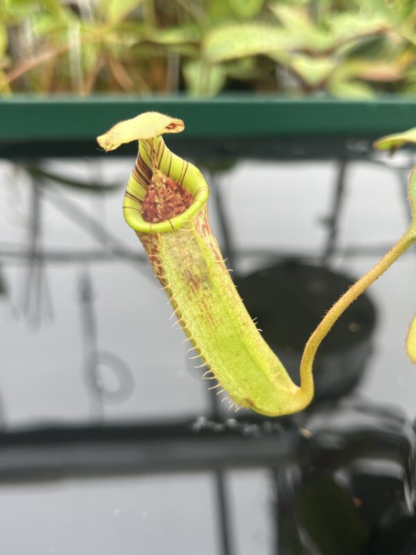 Close Up of Nepenthes burbidgeae x (veitchii x lowii) | Borneo Exotics | BE-3993 | 20495