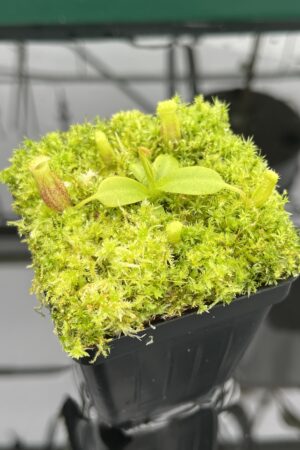 Close Up of Nepenthes burbidgeae x villosa | JH | Florae | Clone 6 | Florae Collaborative | FC-357.06 | 20519