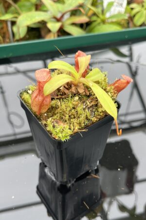 Close Up of Nepenthes burkei x (burbidgeae x edwardsiana) | Borneo Exotics | BE-4531 | 20515