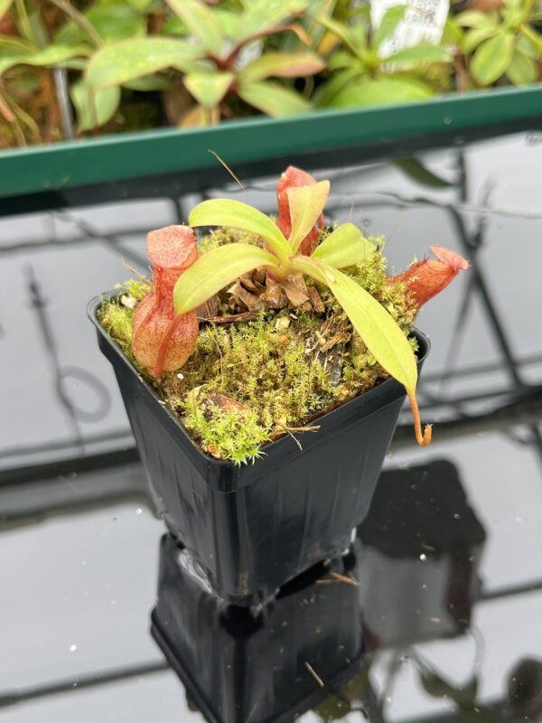 Close Up of Nepenthes burkei x (burbidgeae x edwardsiana) | Borneo Exotics | BE-4531 | 20515