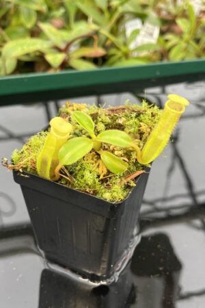 Close Up of Nepenthes chaniana x edwardsiana | individual seedling (ISC) | Andreas Wistuba | AW-2Nx_canXed.1 | 20550