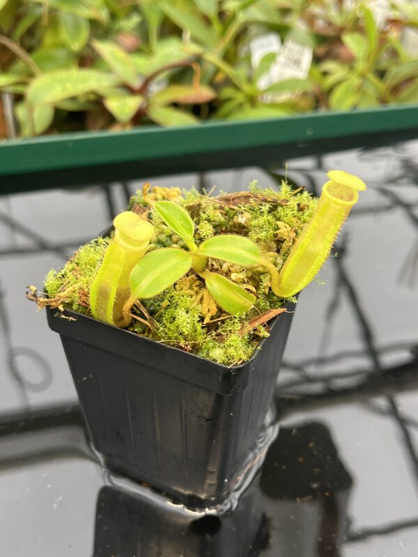 Close Up of Nepenthes chaniana x edwardsiana | individual seedling (ISC) | Andreas Wistuba | AW-2Nx_canXed.1 | 20550