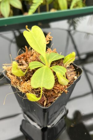 Close Up of Nepenthes clipeata | Florae | FC-265.01 | Florae Collaborative | FC-265.01 | 20610