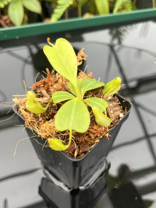 Close Up of Nepenthes clipeata | Florae | FC-265.01 | Florae Collaborative | FC-265.01 | 20610