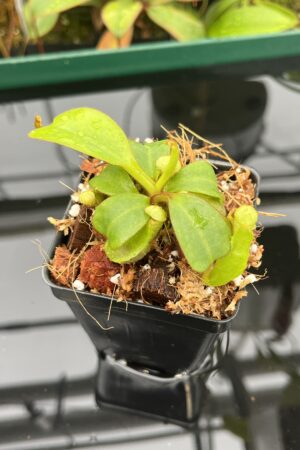 Close Up of Nepenthes clipeata | Florae | FC-265.02 | Florae Collaborative | FC-265.02 | 20538