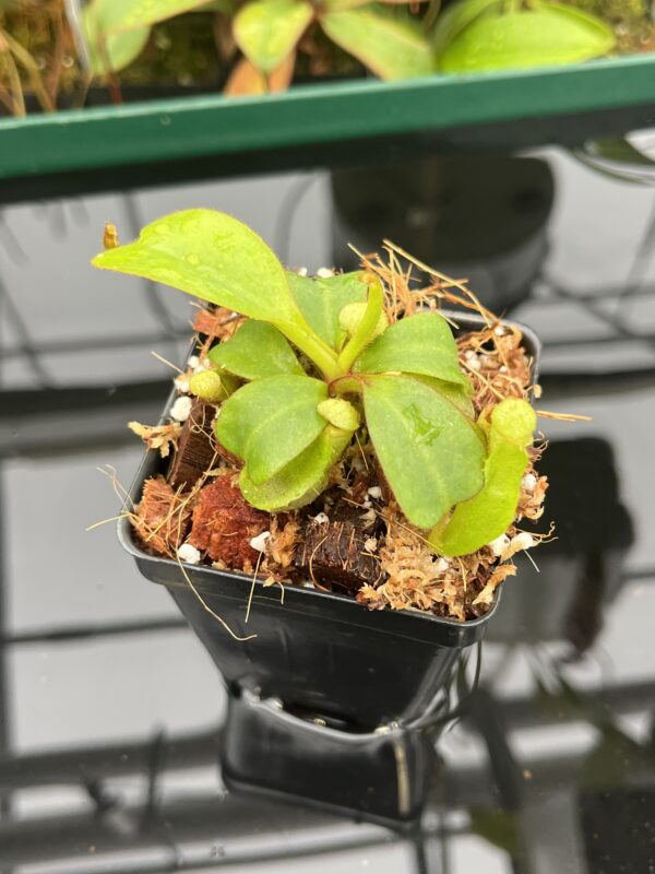 Close Up of Nepenthes clipeata | Florae | FC-265.02 | Florae Collaborative | FC-265.02 | 20538