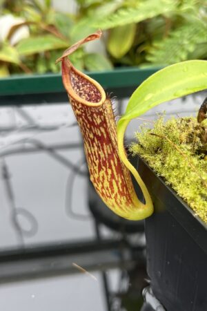 Close Up of Nepenthes copelandii | Borneo Exotics | BE-3046 | 20685