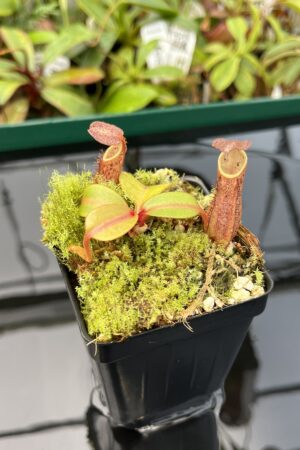 Close Up of Nepenthes dactylifera (formerly N. fusca) | Borneo Exotics | BE-3070 | 20413