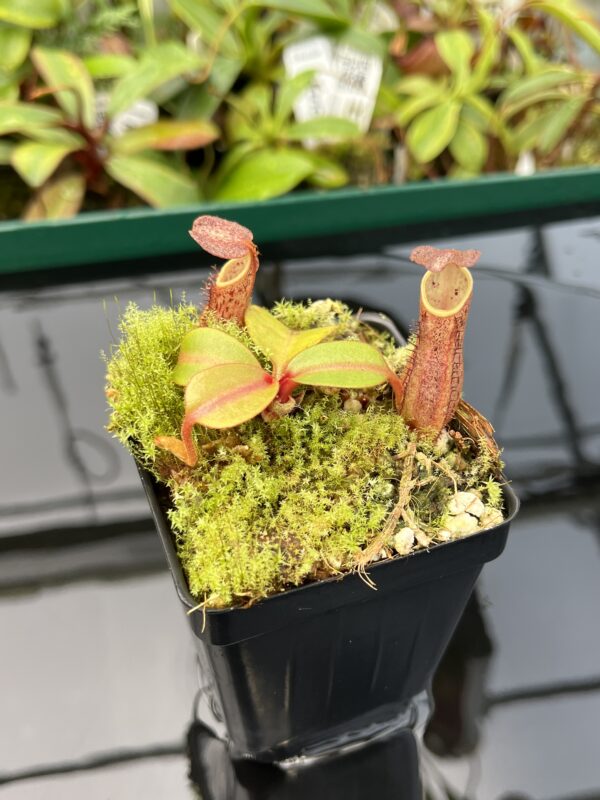 Close Up of Nepenthes dactylifera (formerly N. fusca) | Borneo Exotics | BE-3070 | 20413