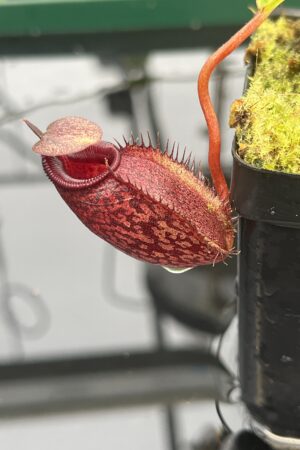 Close Up of Nepenthes densiflora x aristolochioides | Borneo Exotics | BE-4076 | 20675