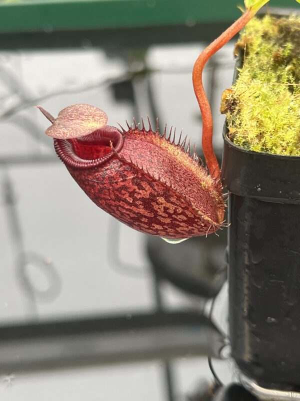 Close Up of Nepenthes densiflora x aristolochioides | Borneo Exotics | BE-4076 | 20675