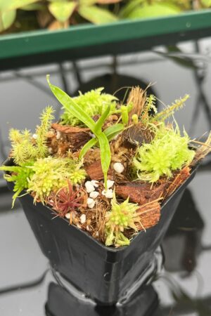 Close Up of Nepenthes diabolica | Florae Collaborative | FC-071.IC | 20549