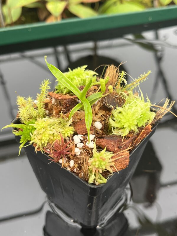 Close Up of Nepenthes diabolica | Florae Collaborative | FC-071.IC | 20549