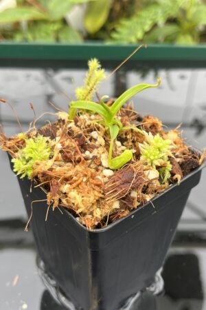 Close Up of Nepenthes diabolica | Florae Collaborative | FC-071.IC | 20701