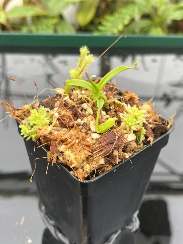 Close Up of Nepenthes diabolica | Florae Collaborative | FC-071.IC | 20701