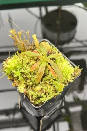 Close Up of Nepenthes (diabolica x hamata) x mantalingajanensis AW | MKS | Florae | Florae Collaborative | FC-429.02 | 20551