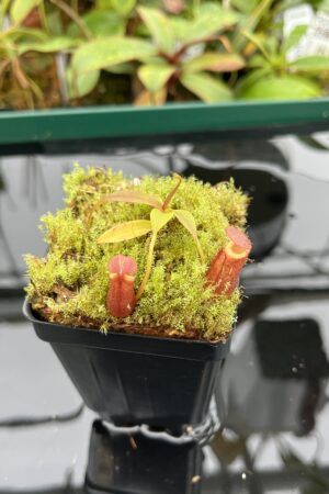 Close Up of Nepenthes diatas | Borneo Exotics | BE-3861 | 20514