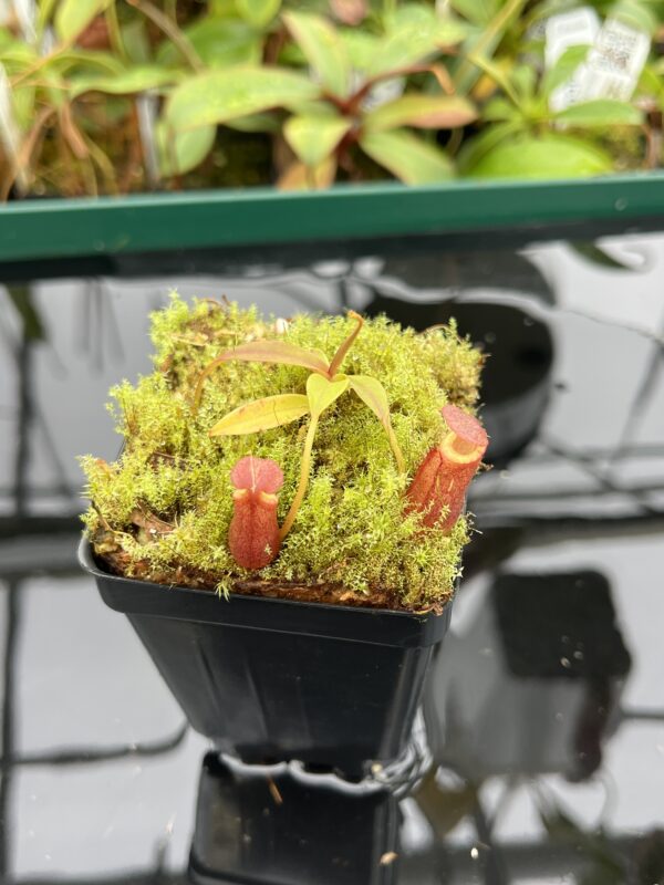 Close Up of Nepenthes diatas | Borneo Exotics | BE-3861 | 20514