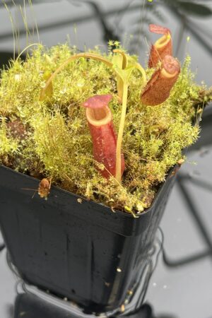 Close Up of Nepenthes diatas | Borneo Exotics | BE-3861 | 20669