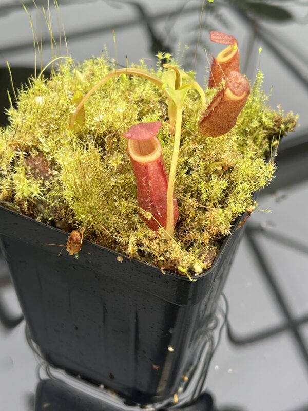 Close Up of Nepenthes diatas | Borneo Exotics | BE-3861 | 20669