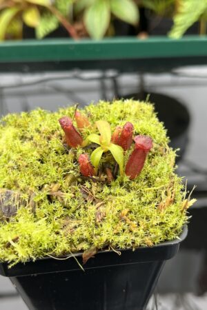 Close Up of Nepenthes diatas x villosa | JH | Florae | Clone 2 | Florae Collaborative | FC-391.02 | 20598