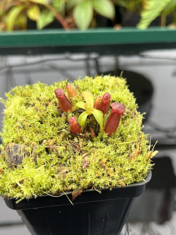 Close Up of Nepenthes diatas x villosa | JH | Florae | Clone 2 | Florae Collaborative | FC-391.02 | 20598