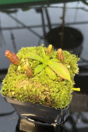 Close Up of Nepenthes diatas x villosa | JH | Florae | Clone 4 | Florae Collaborative | FC-391.04 | 20447