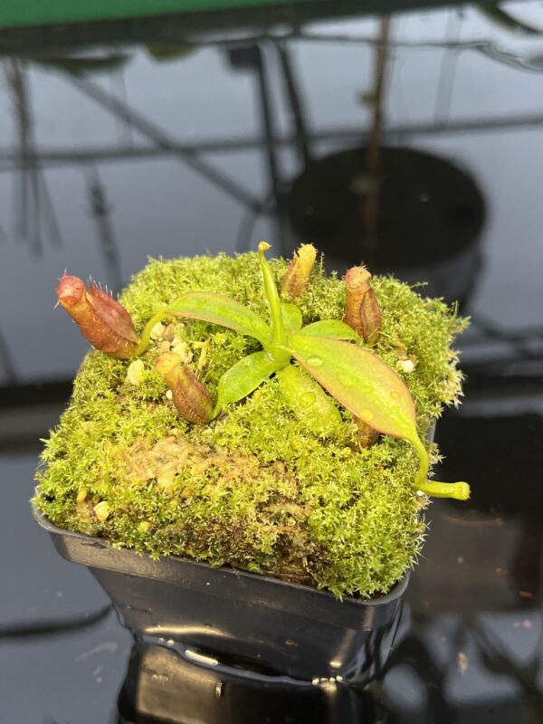 Close Up of Nepenthes diatas x villosa | JH | Florae | Clone 4 | Florae Collaborative | FC-391.04 | 20447