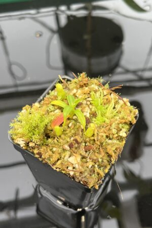 Close Up of Nepenthes edwardsiana | Florae | Clone 5 | Florae Collaborative | FC-373.05 | 20563