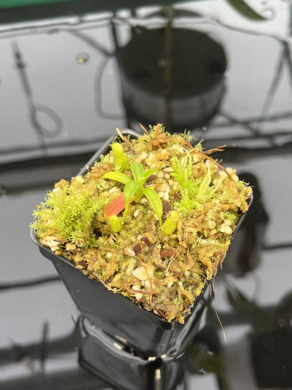Close Up of Nepenthes edwardsiana | Florae | Clone 5 | Florae Collaborative | FC-373.05 | 20563