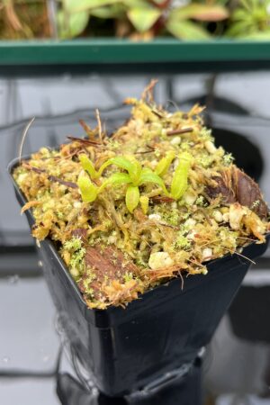 Close Up of Nepenthes edwardsiana | Florae | Clone 5 | Florae Collaborative | FC-373.05 | 20595