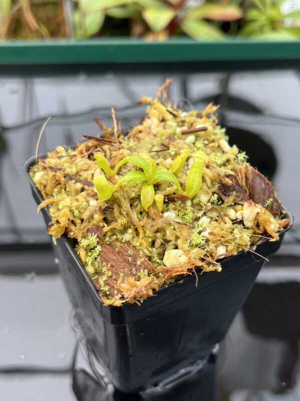 Close Up of Nepenthes edwardsiana | Florae | Clone 5 | Florae Collaborative | FC-373.05 | 20595