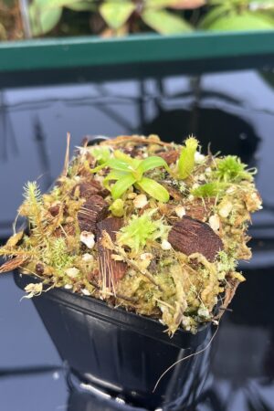 Close Up of Nepenthes edwardsiana | Florae | Clone 6 | Florae Collaborative | FC-373.06 | 20562