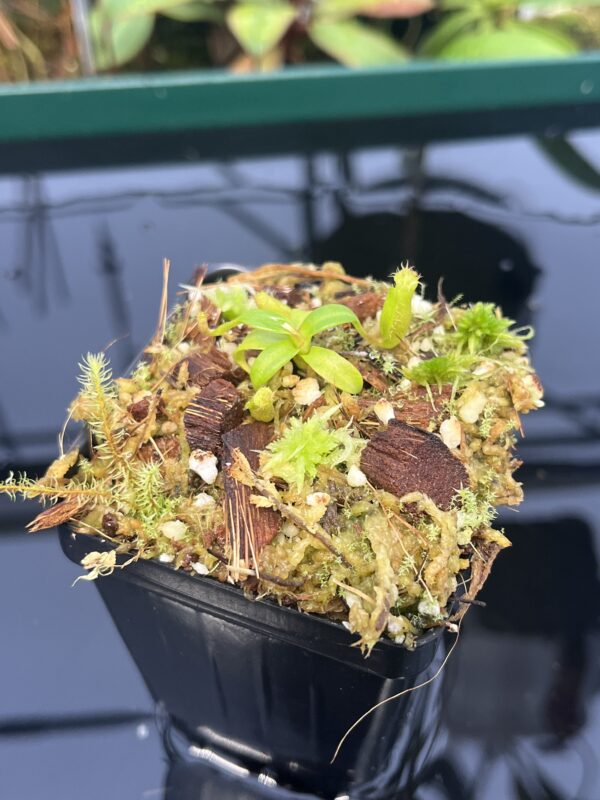 Close Up of Nepenthes edwardsiana | Florae | Clone 6 | Florae Collaborative | FC-373.06 | 20562