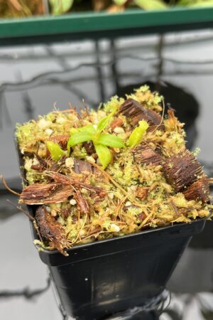 Close Up of Nepenthes edwardsiana | Florae | Clone 6 | Florae Collaborative | FC-373.06 | 20594