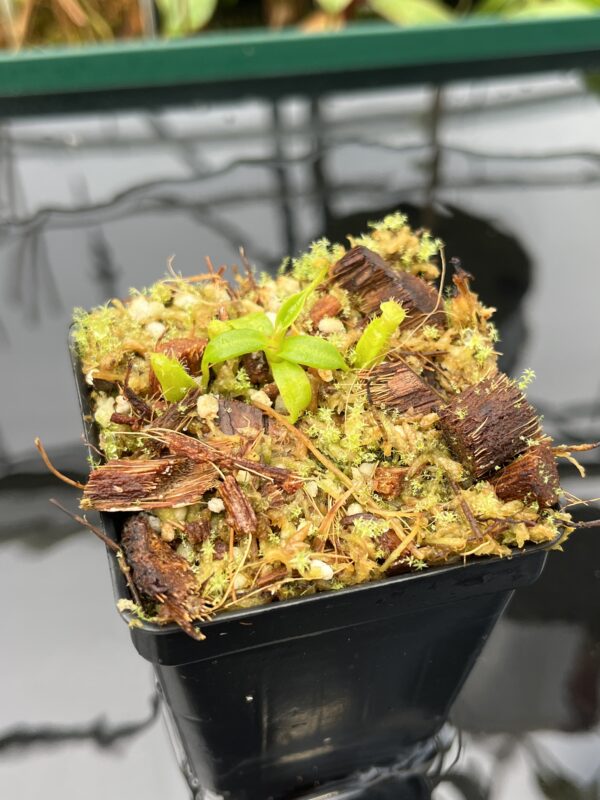 Close Up of Nepenthes edwardsiana | Florae | Clone 6 | Florae Collaborative | FC-373.06 | 20594